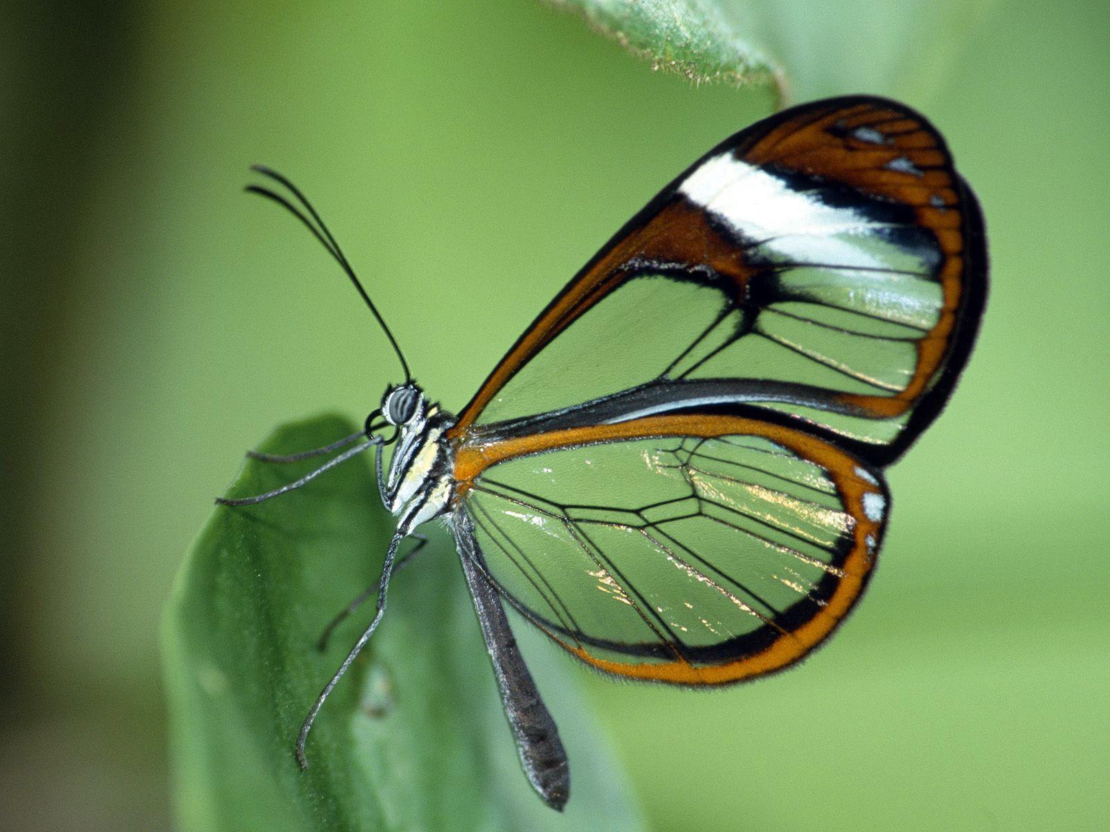 Immagine insecta Farfalla animale Insetti farfalle Animali