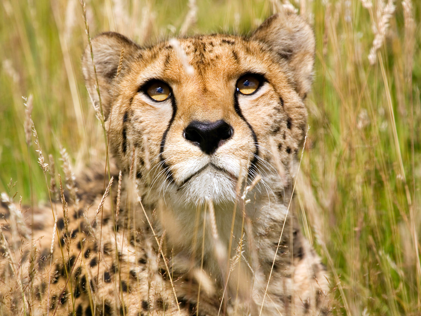 Bilder gepard Pantherinae Djur 1600x1200 Geparden