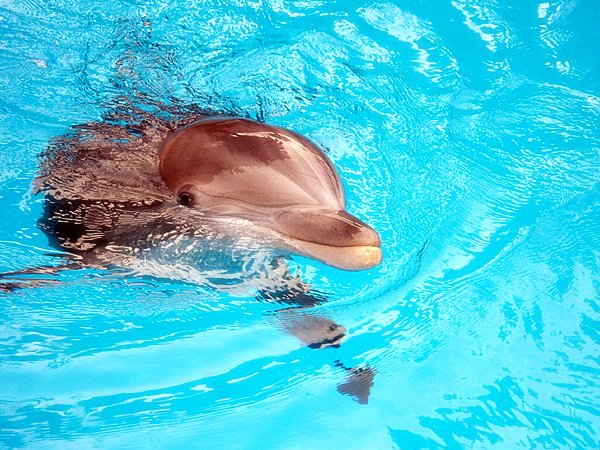 Foto Delfine Tiere ein Tier