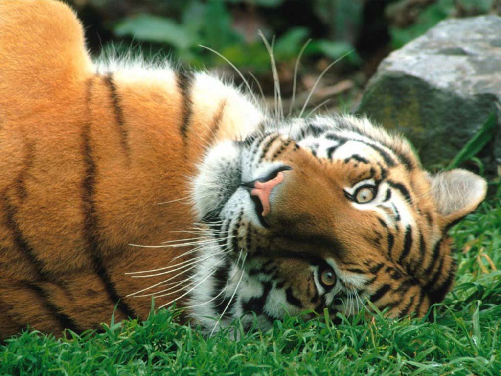 Tapety Wielkie koty tygrys azjatycki zwierzę Tygrysy Zwierzęta
