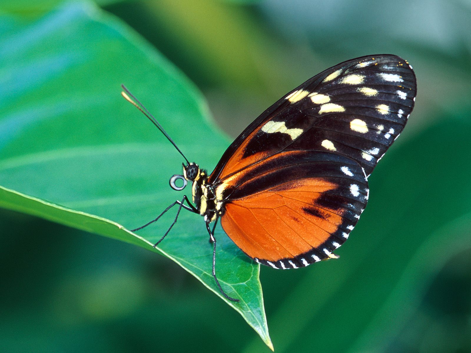 Sfondi del desktop Insetti Farfalla Animali insecta farfalle animale