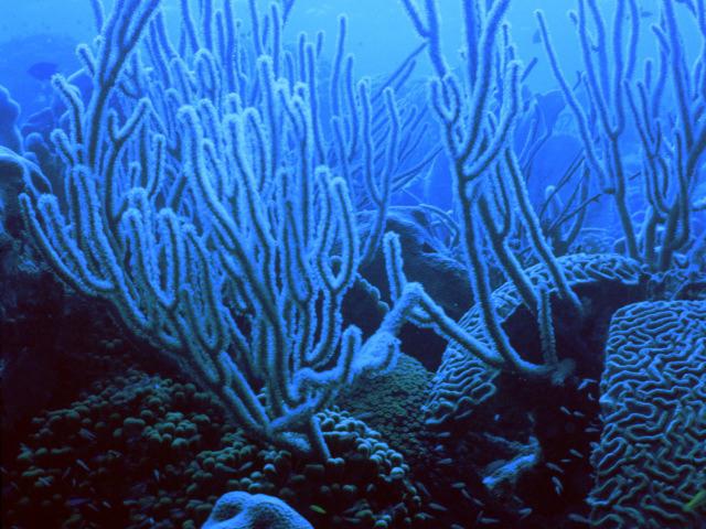 Bakgrundsbilder Undervattensvärlden Koraller Djur