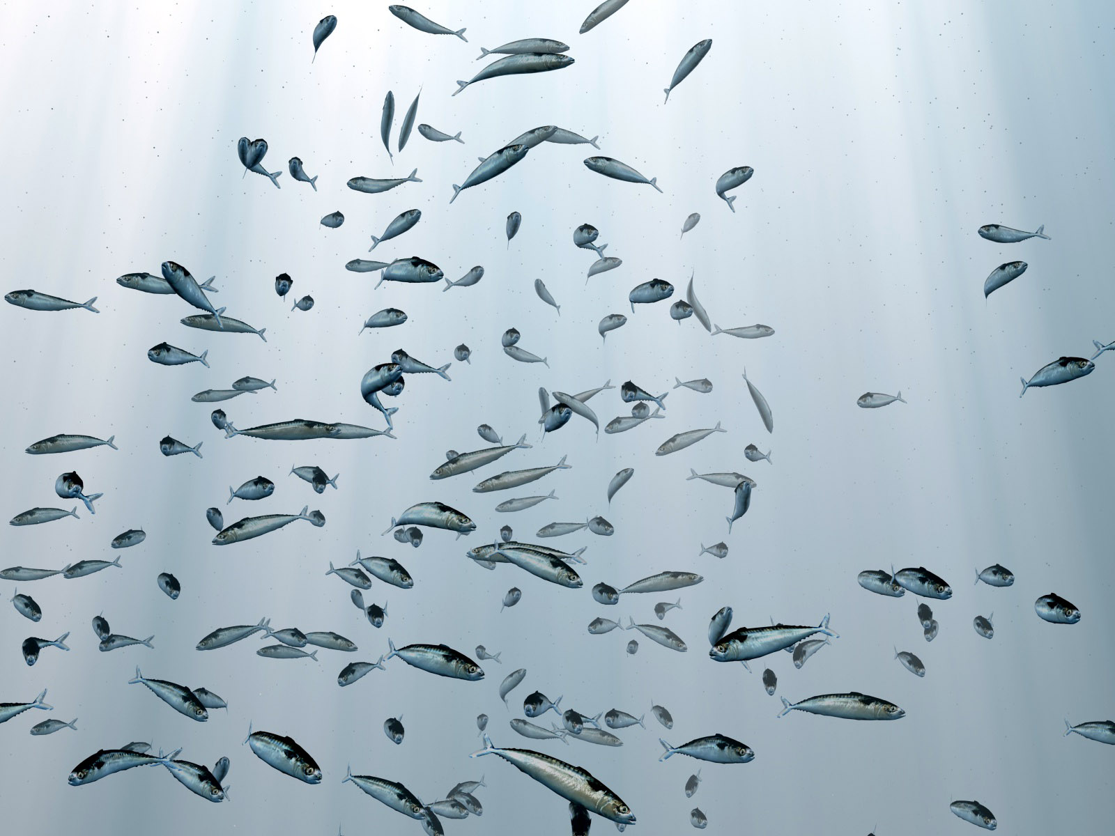 Immagini pesce Mondo sottomarino animale 1600x1200 Pesci Animali
