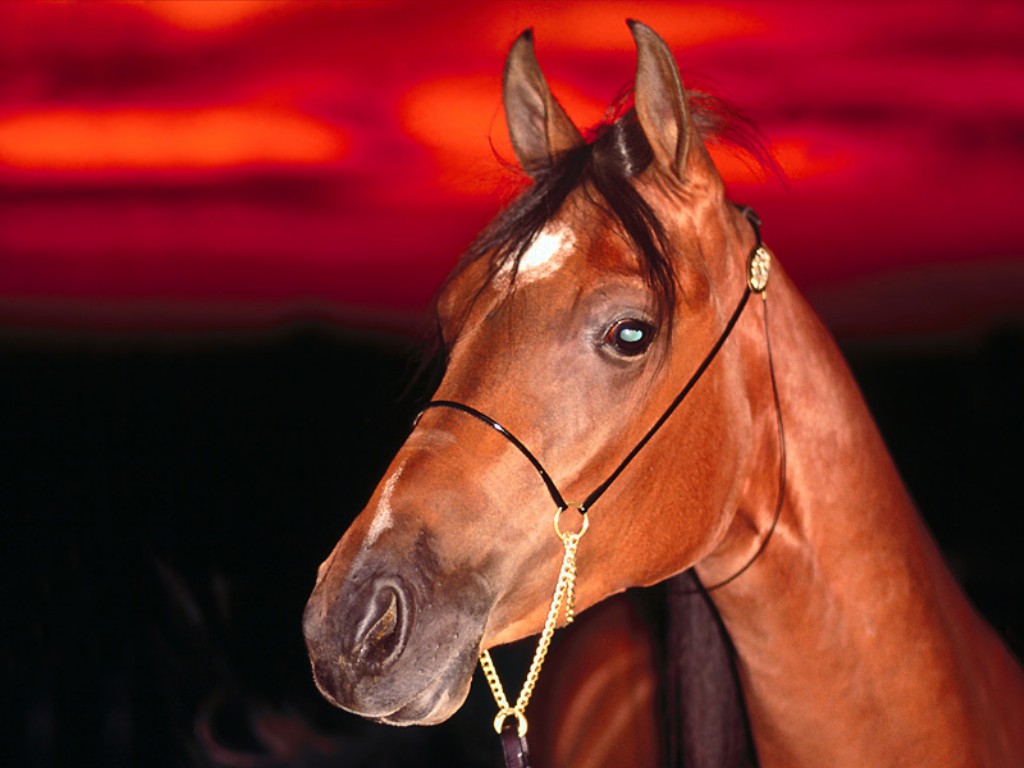 Фото Лошади Животные Цветной фон лошадь животное