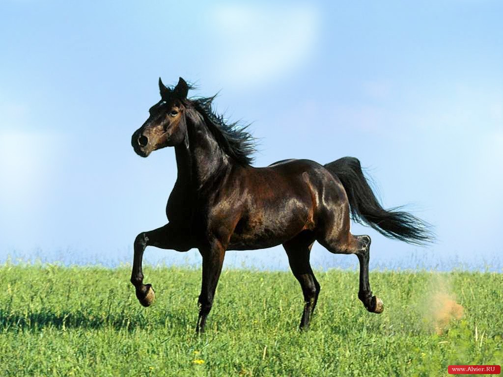 Sfondi del desktop Cavallo Animali animale