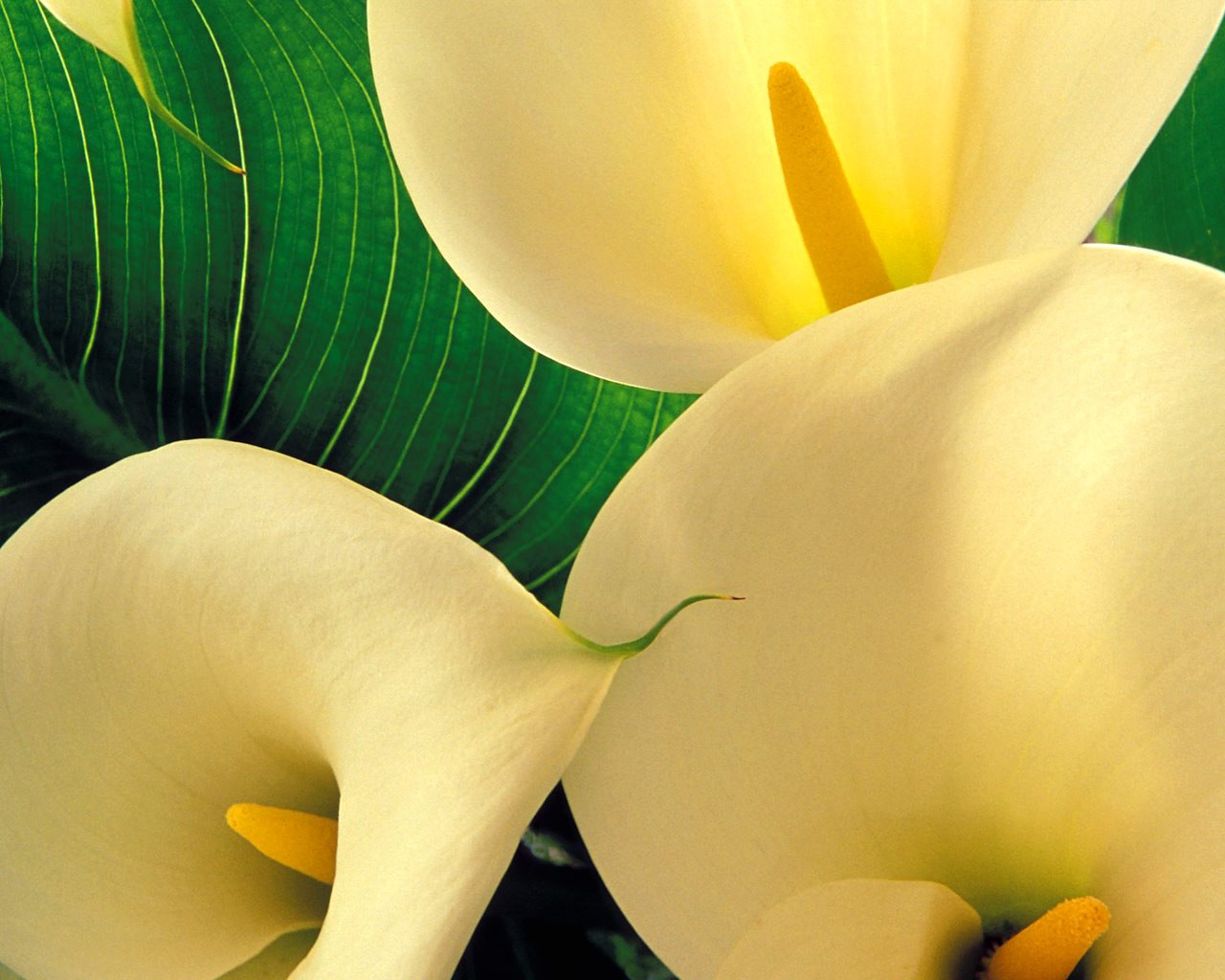 Фотографии Каллы цветок белокрыльник Цветы