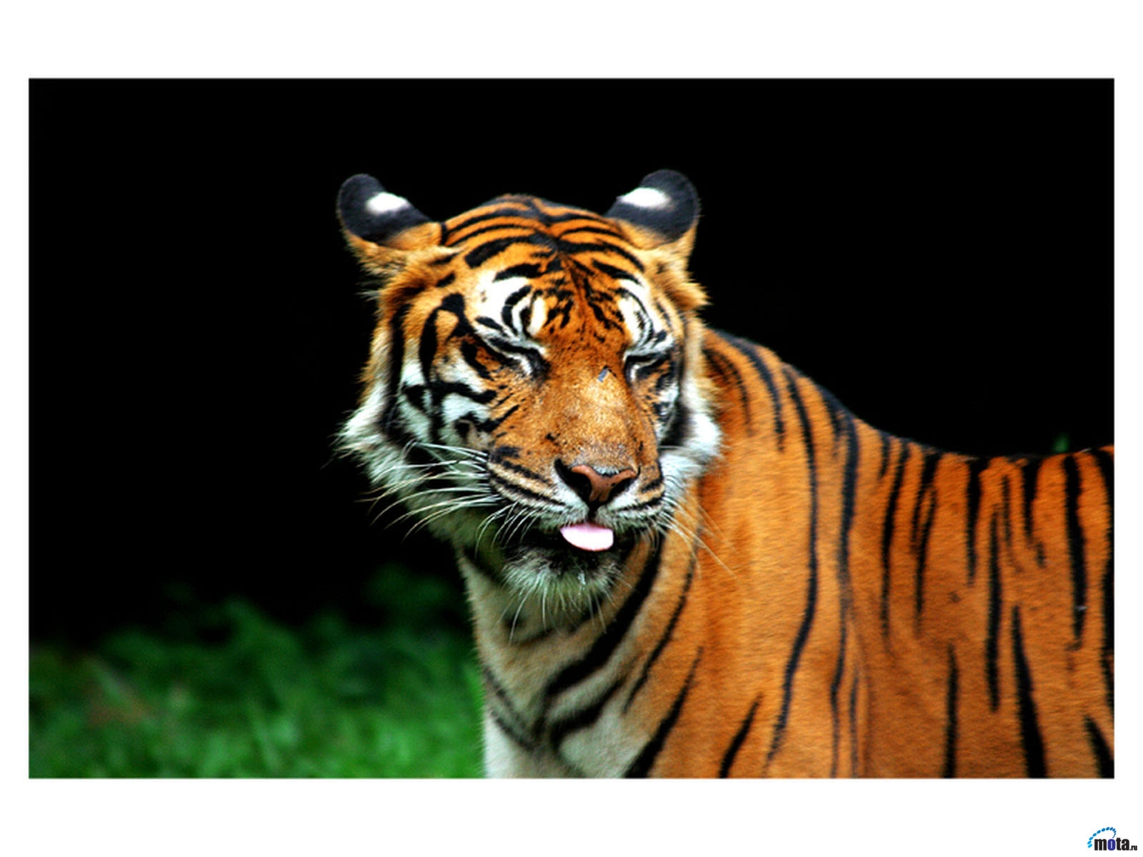 Bilde tiger Store kattedyr Dyr 1600x1200 Tigre
