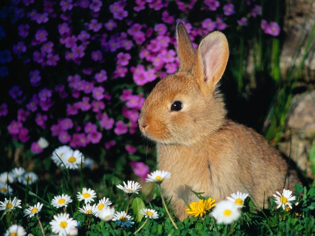 Achtergrond konijnen Knaagdieren een dier Konijn Dieren