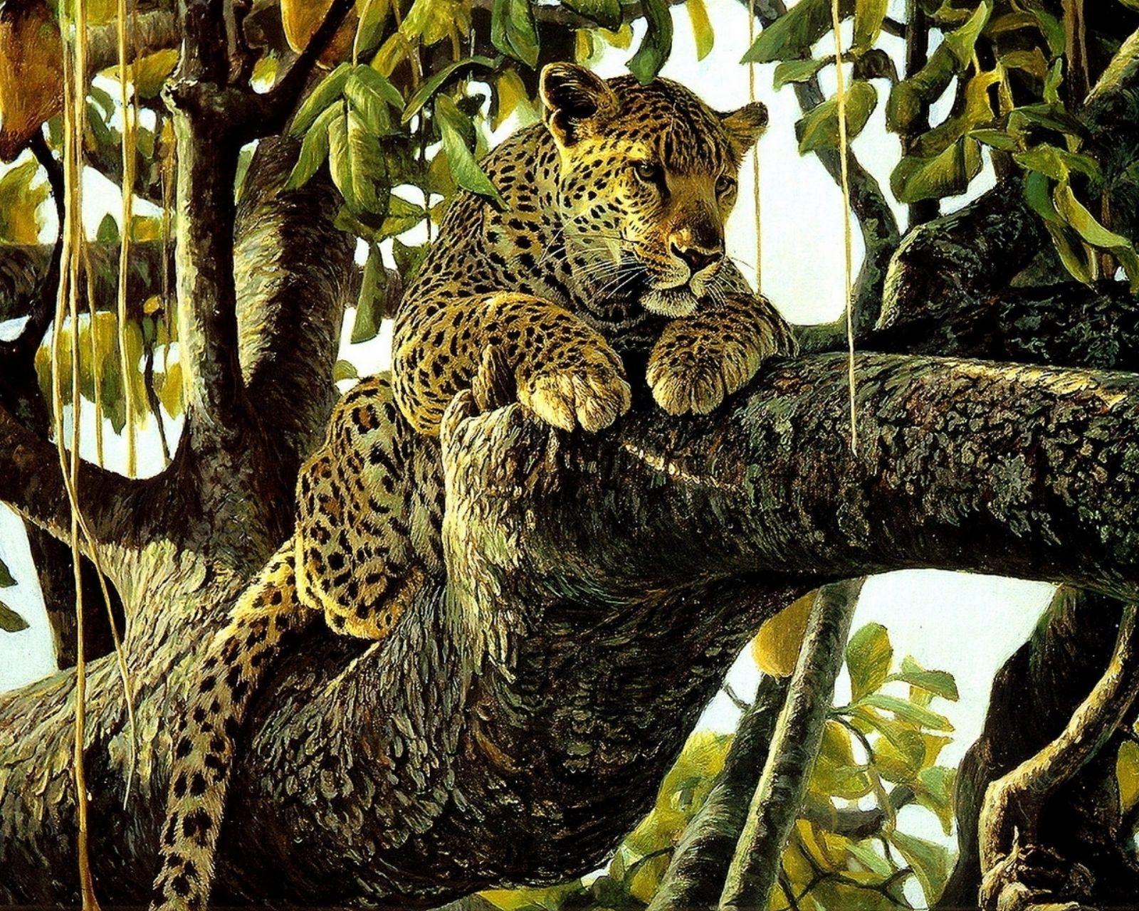 Bilde leopard Store kattedyr Dyr Malte Leoparder