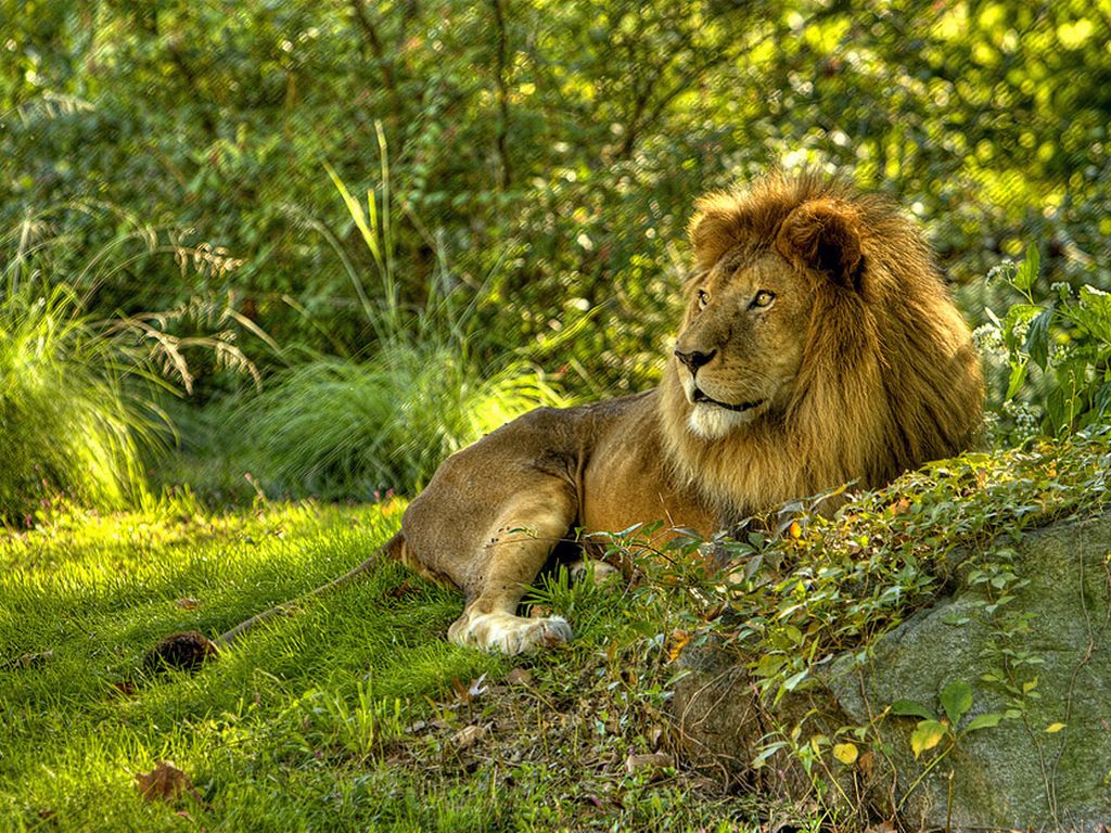 Fauve Leão animalia, um animal, leões Animalia