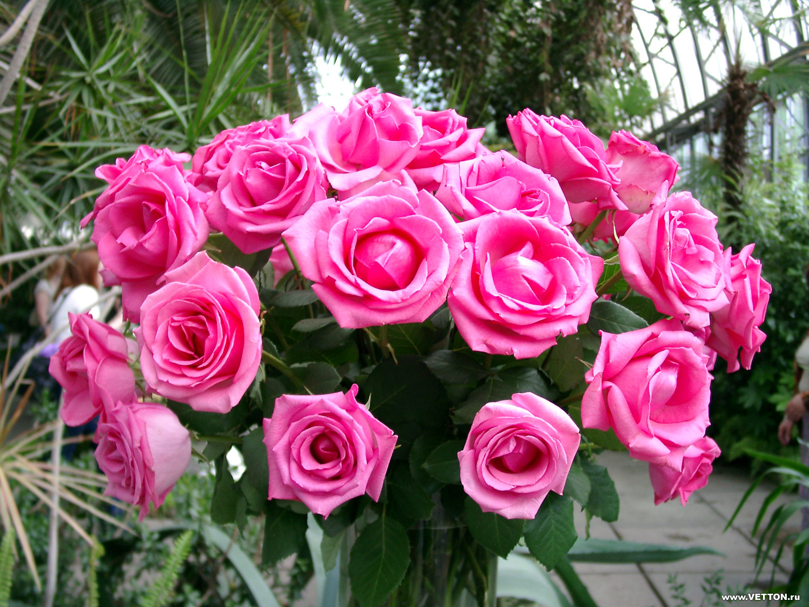 Fotos Rosen Blumen Rose Blüte