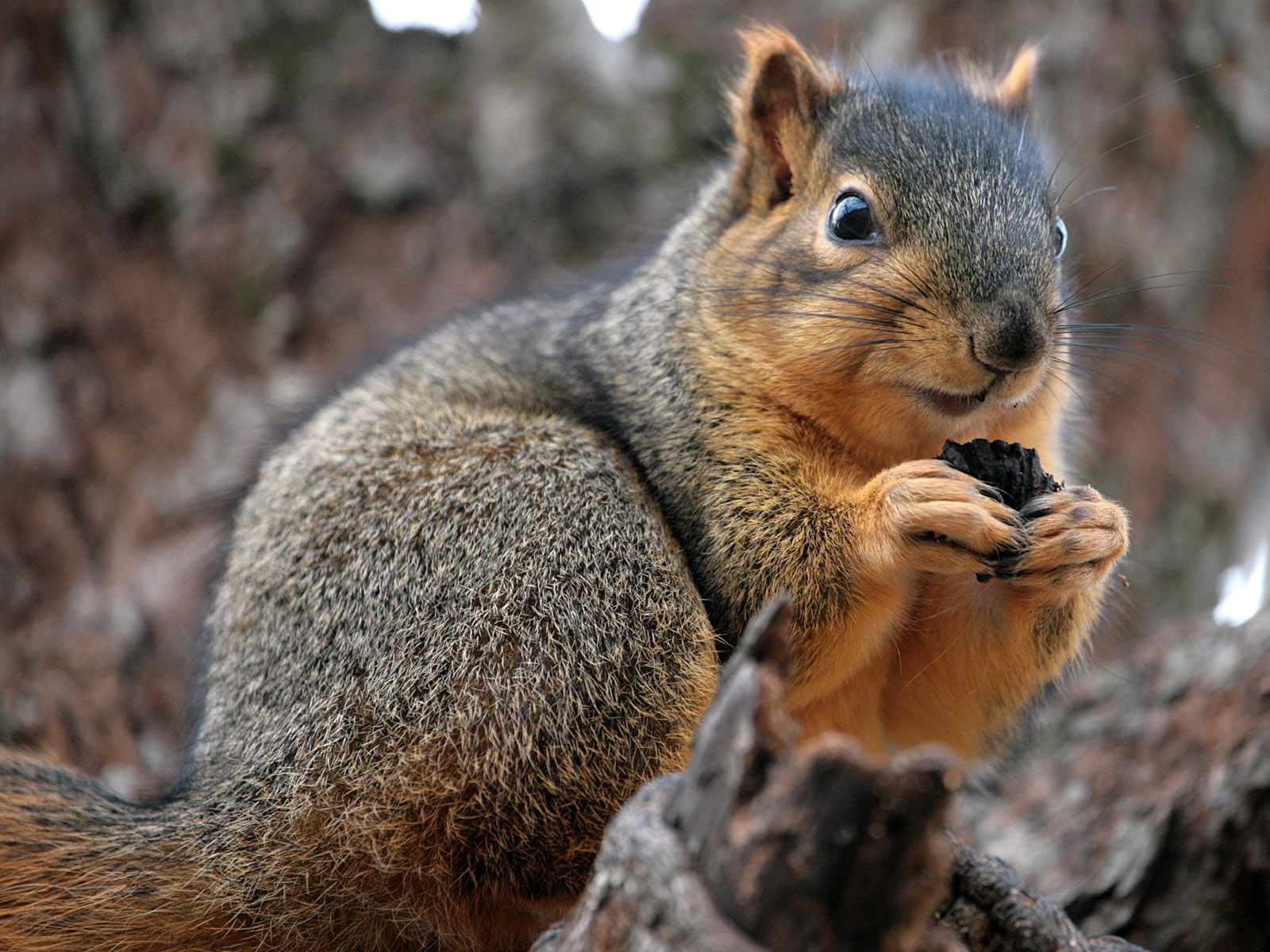 Desktop Wallpapers Squirrels Rodents animal Animals