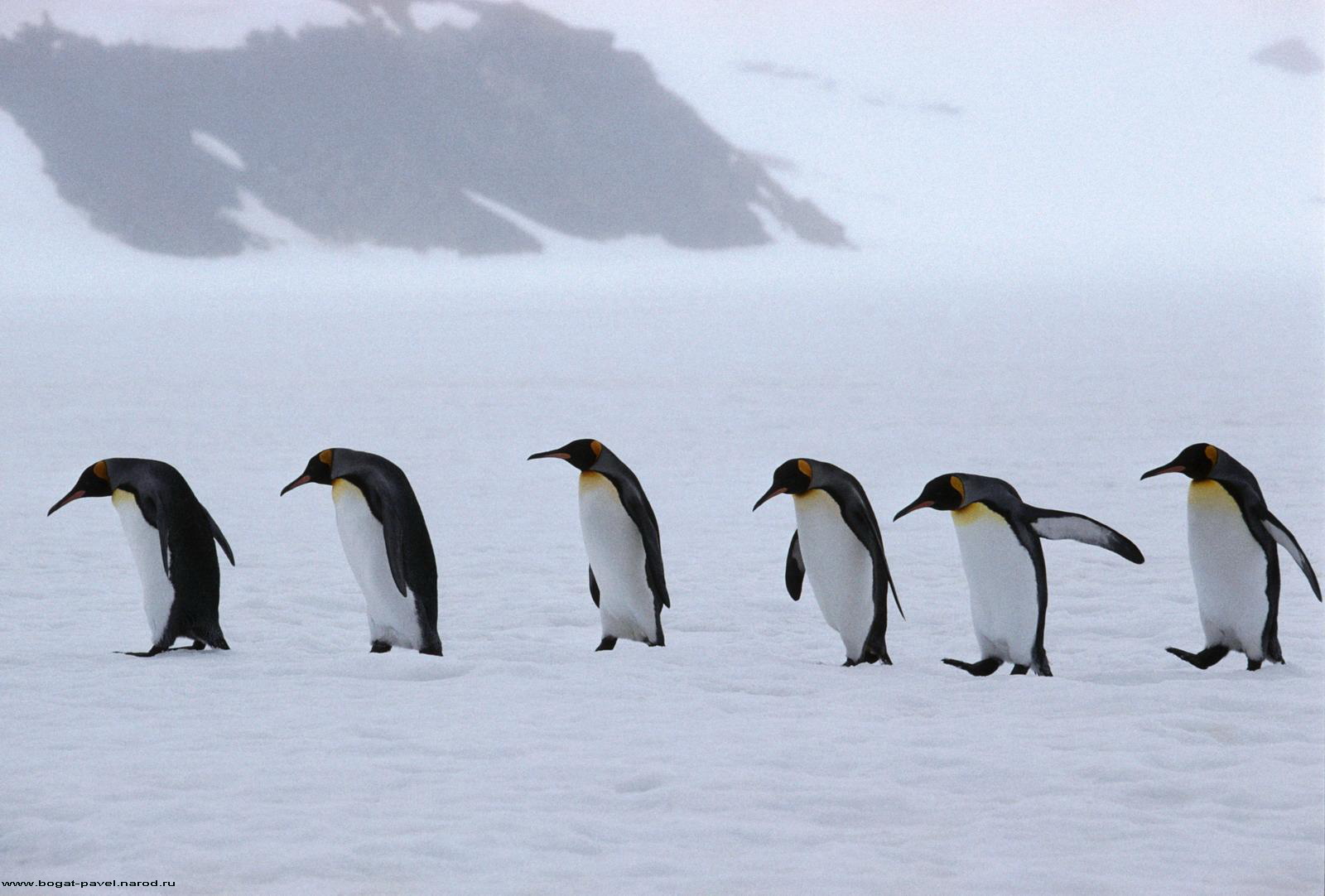 Pingouin un animal, pingouins Animaux