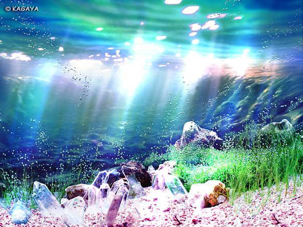 Bilder von Unterwasserwelt Tiere ein Tier