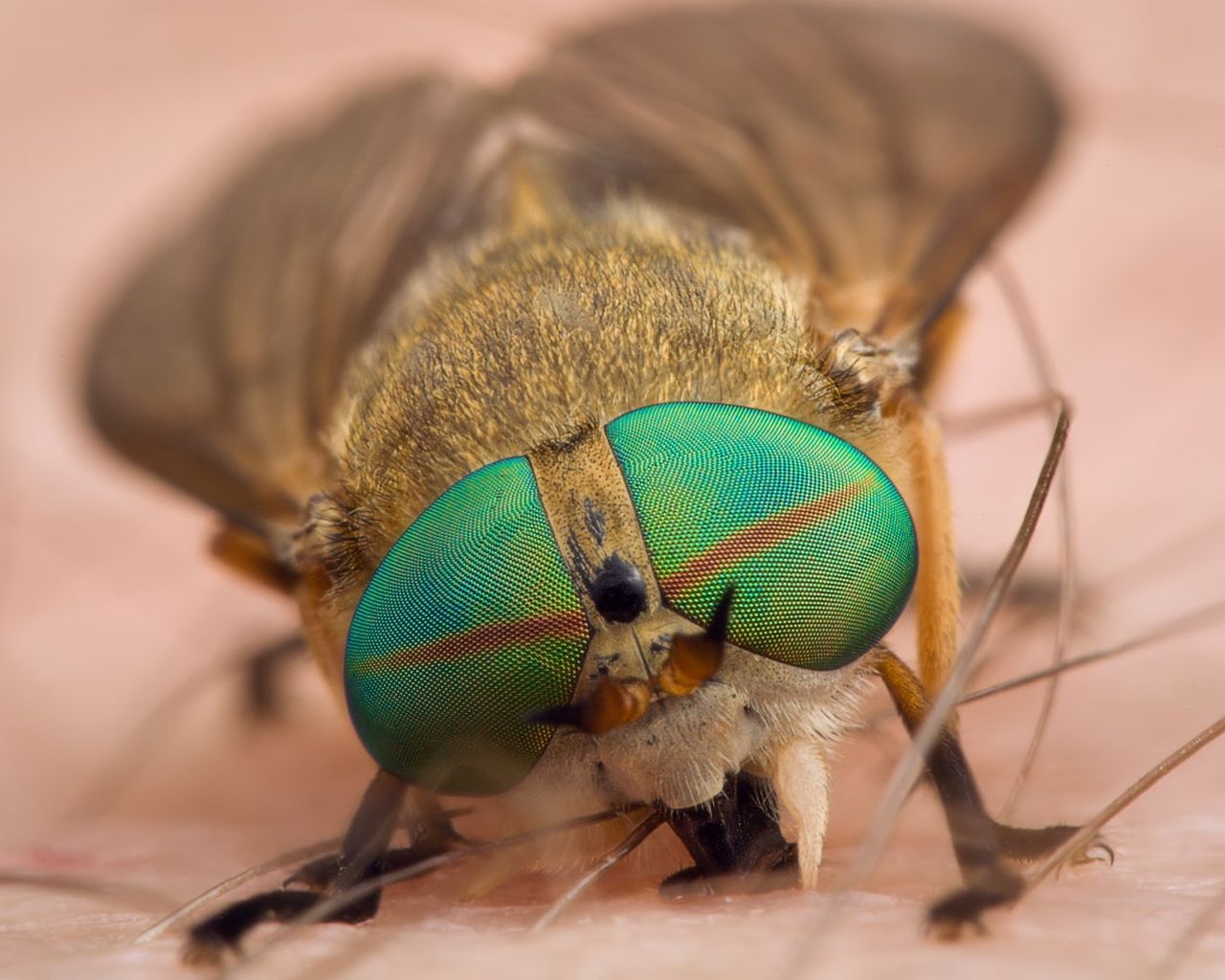 Bilder Flugor Insekter Ögon Djur Närbild fluga