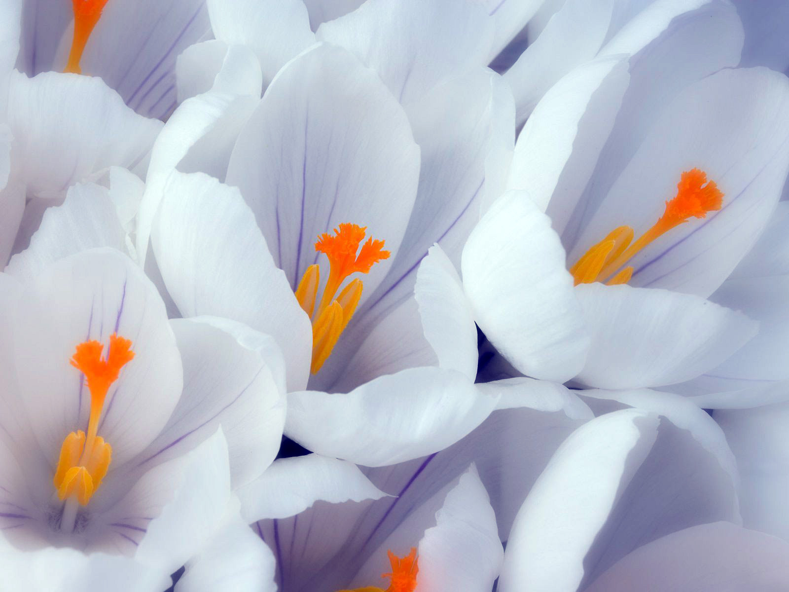 Crocus flor Flores