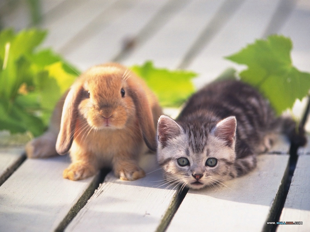 Bilder på skrivbordet Kattungar Katter Gnagare Kaniner Djur katt kanin tamkatt