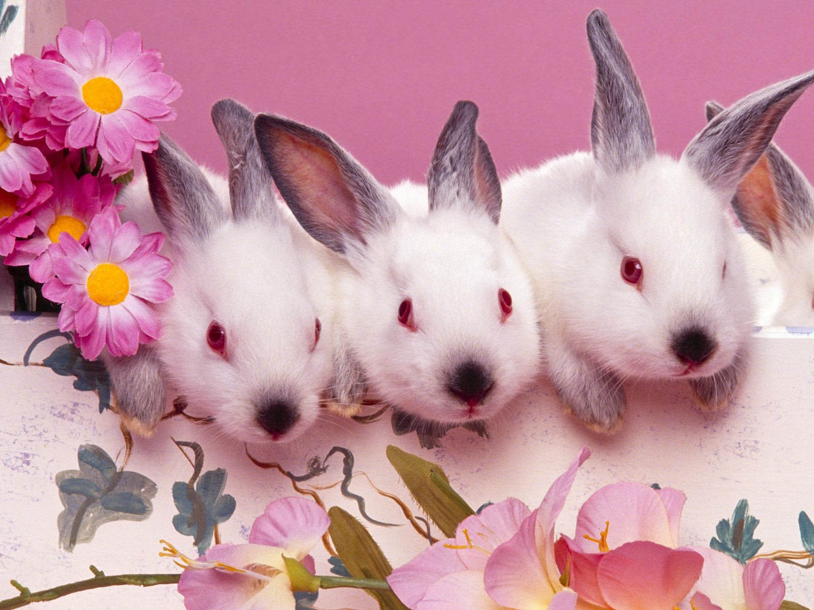 Wallpaper Hares Rodents Animals animal
