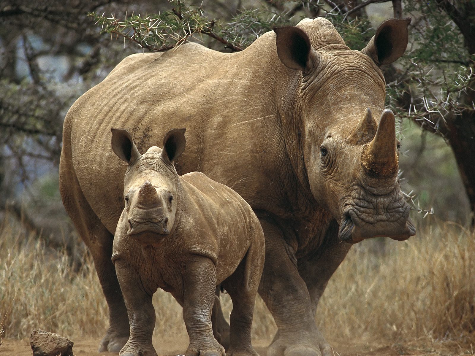 Sfondi Rinoceronti Animali rinoceronte animale