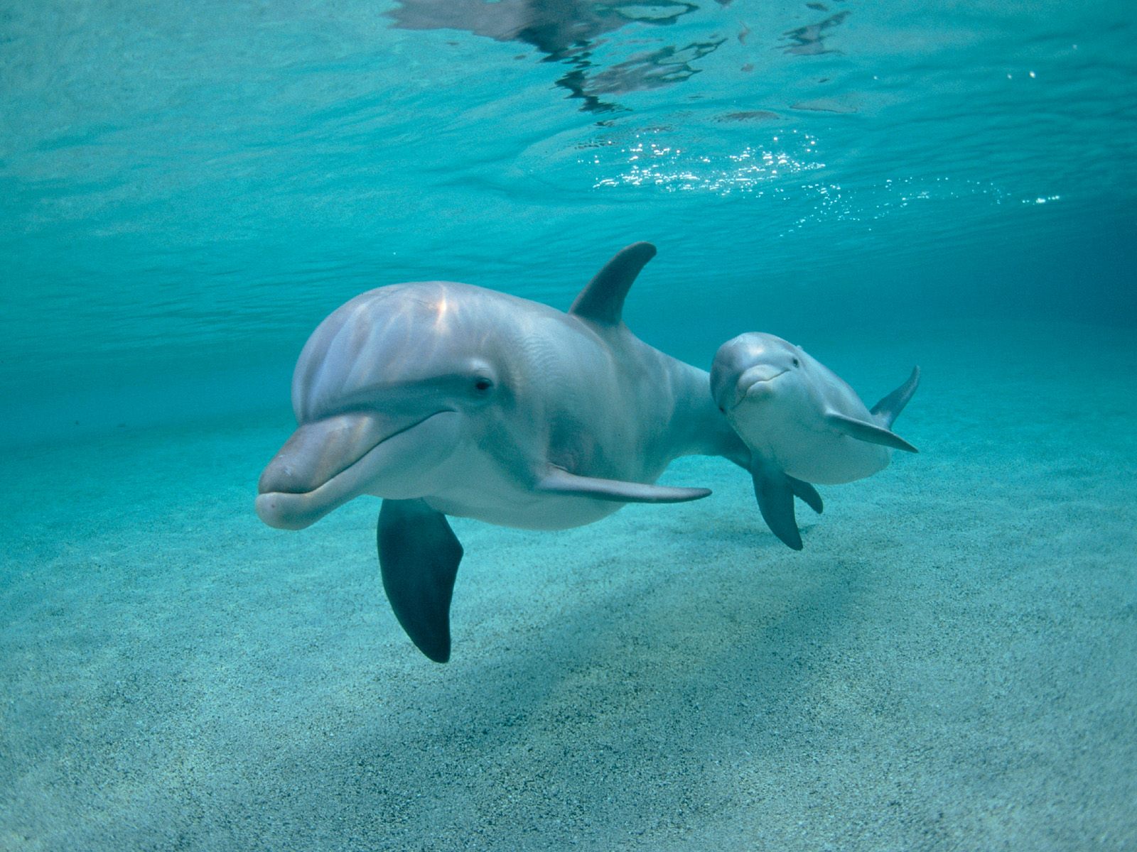 Картинка Дельфины животное Животные