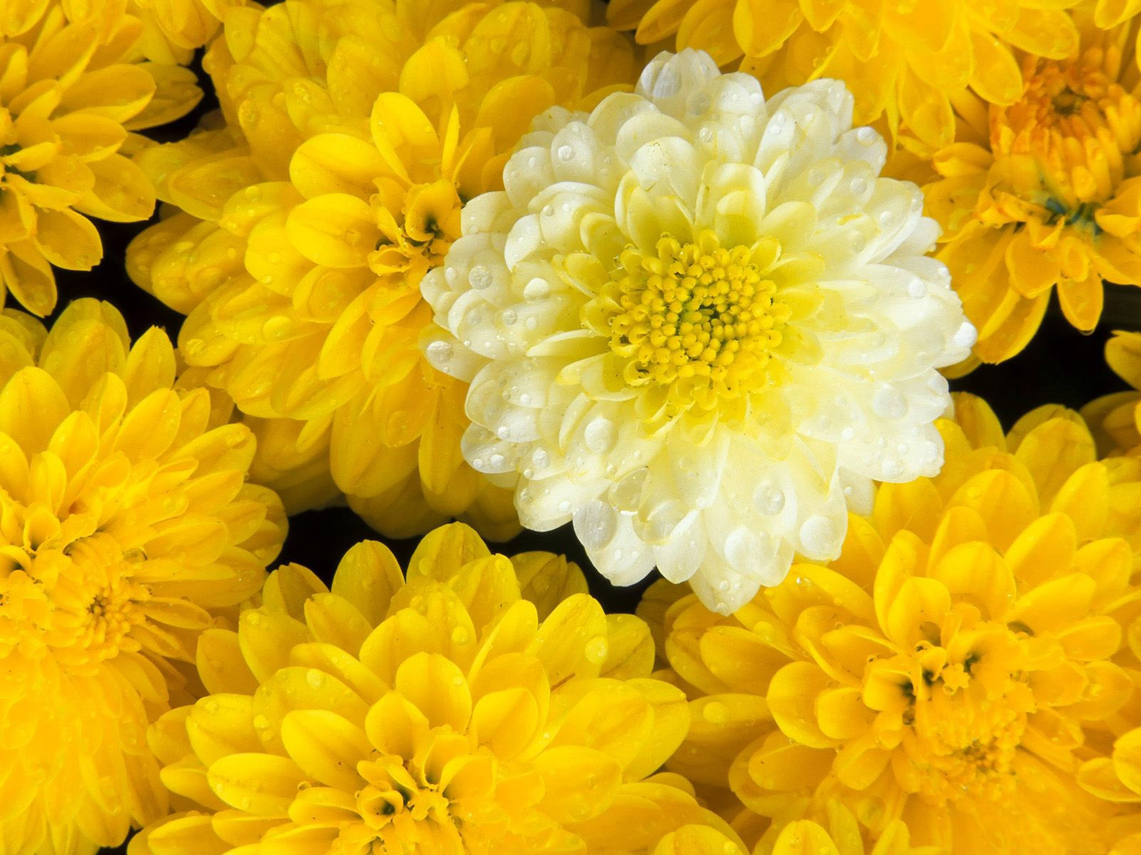 Fotos von Gelb Astern Blüte 1600x1200 Blumen