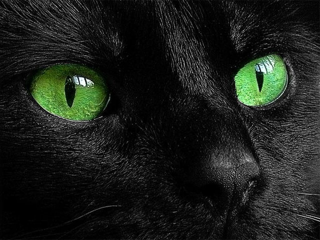 Фото кот черная Животные коты кошка Кошки Черный черные черных животное
