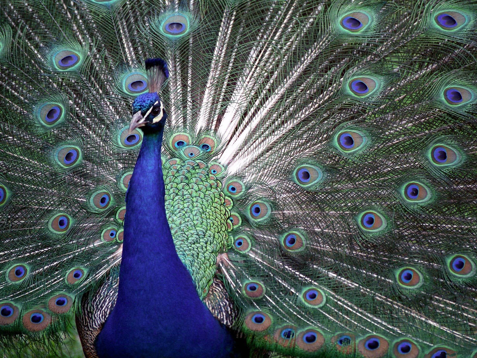 Desktop Hintergrundbilder Pfau Vögel Tiere Vogel Pfauen ein Tier