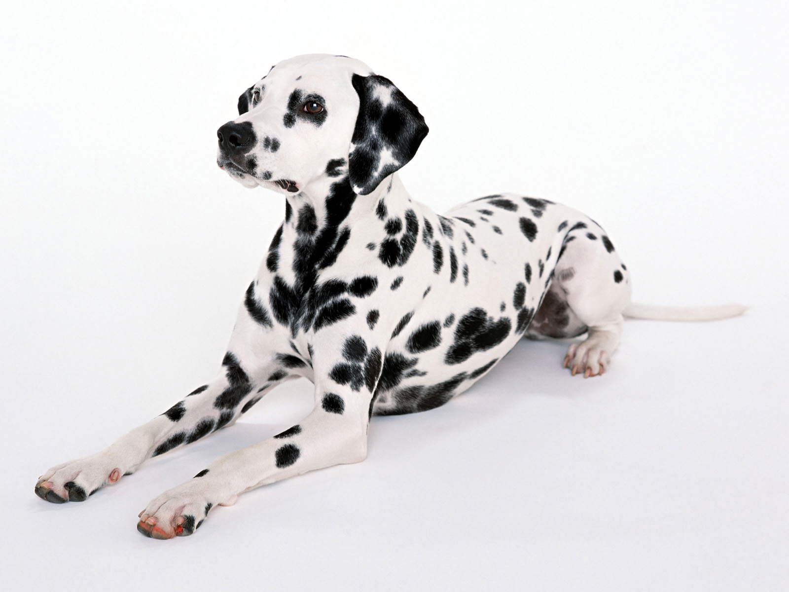 Bakgrunnsbilder Dalmatiner Hunder Dyr Hvit bakgrunn hund tamhund