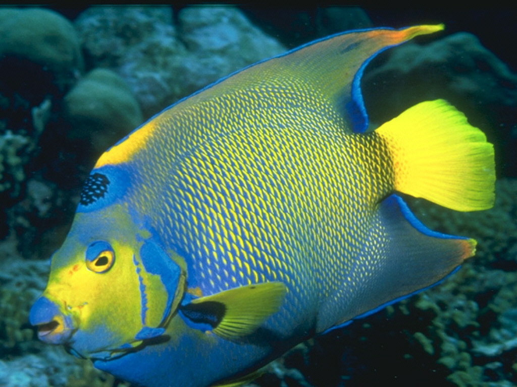 Tapety Ryby Podwodny świat zwierzę ryba Zwierzęta