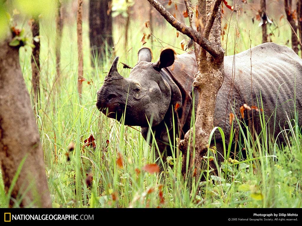 Tapety Nosorożec zwierzę nosorożce Zwierzęta