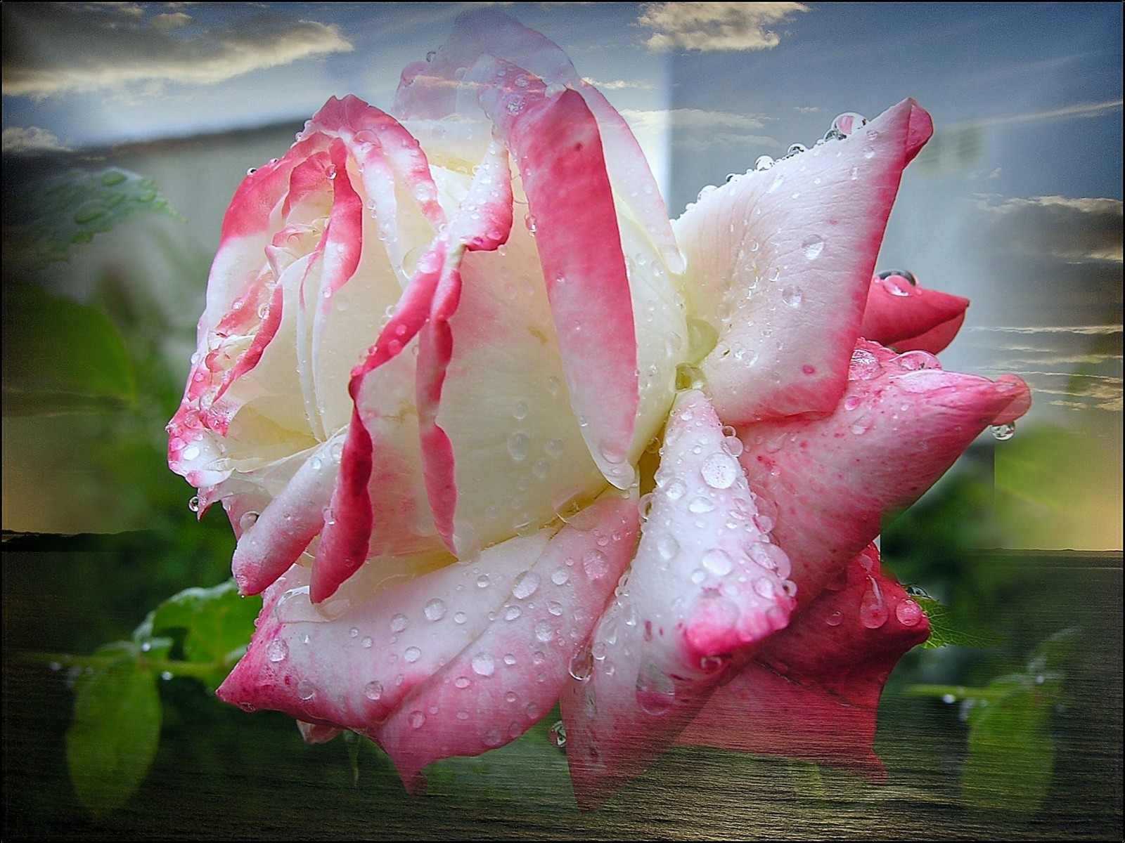 Bakgrunnsbilder til skrivebordet rosa Blomster Roser blomst