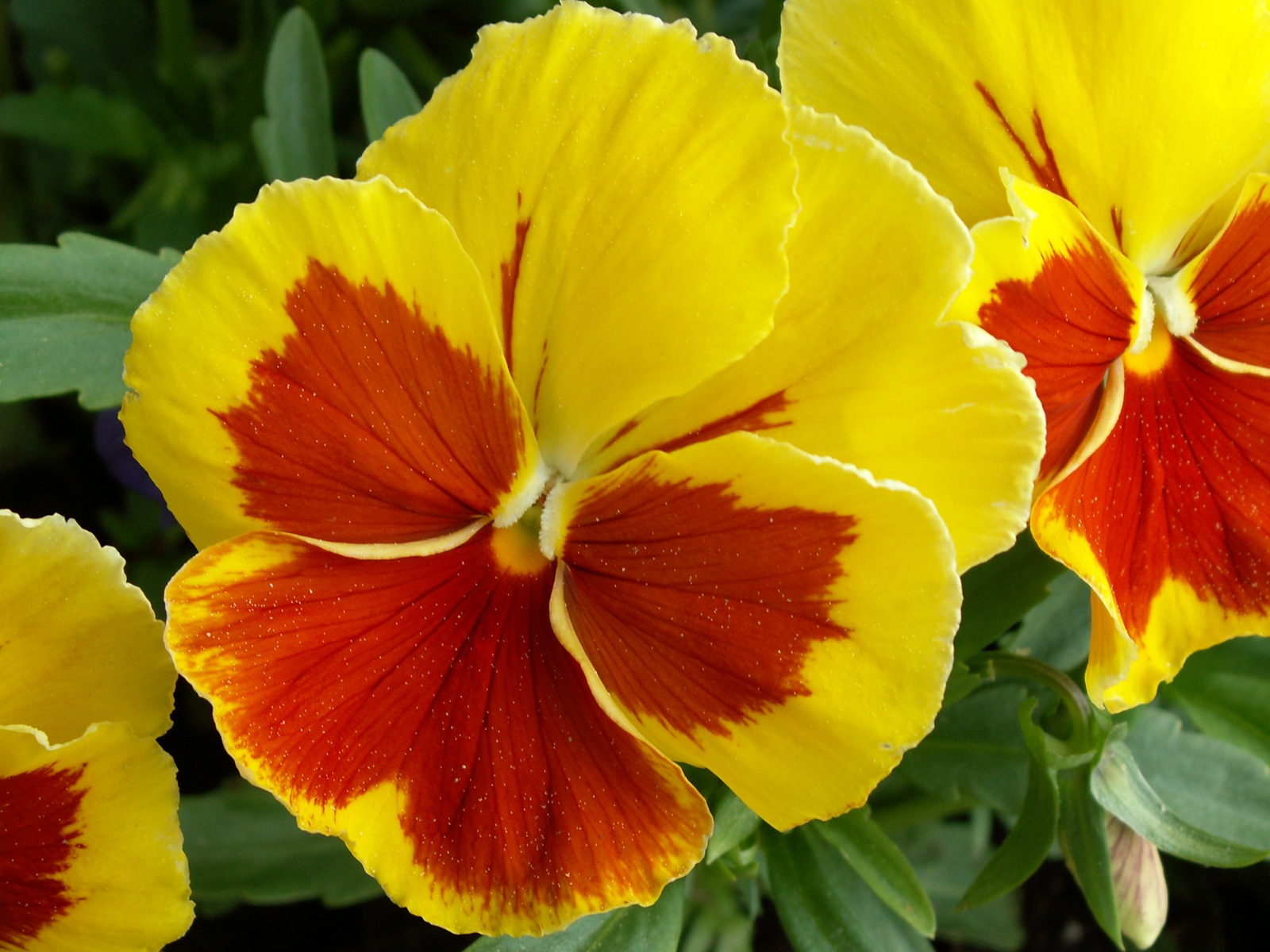Photo Pansies Flowers heartsease Viola tricolor Johnny Jump up flower