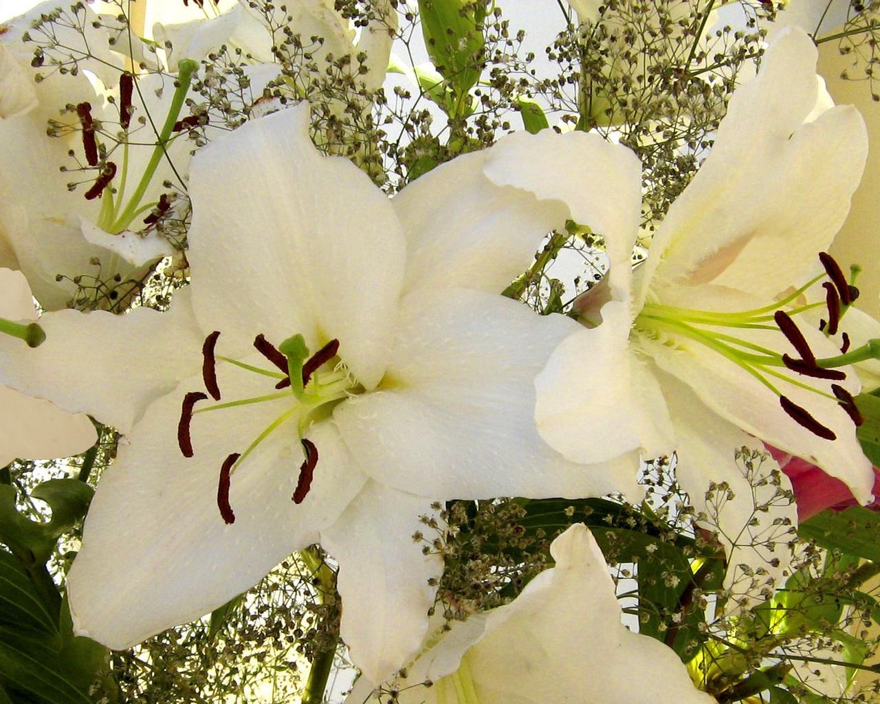 Fotos von Lilien Blüte Blumen