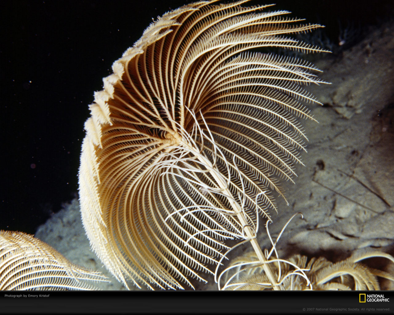 Desktop Hintergrundbilder Unterwasserwelt ein Tier Tiere