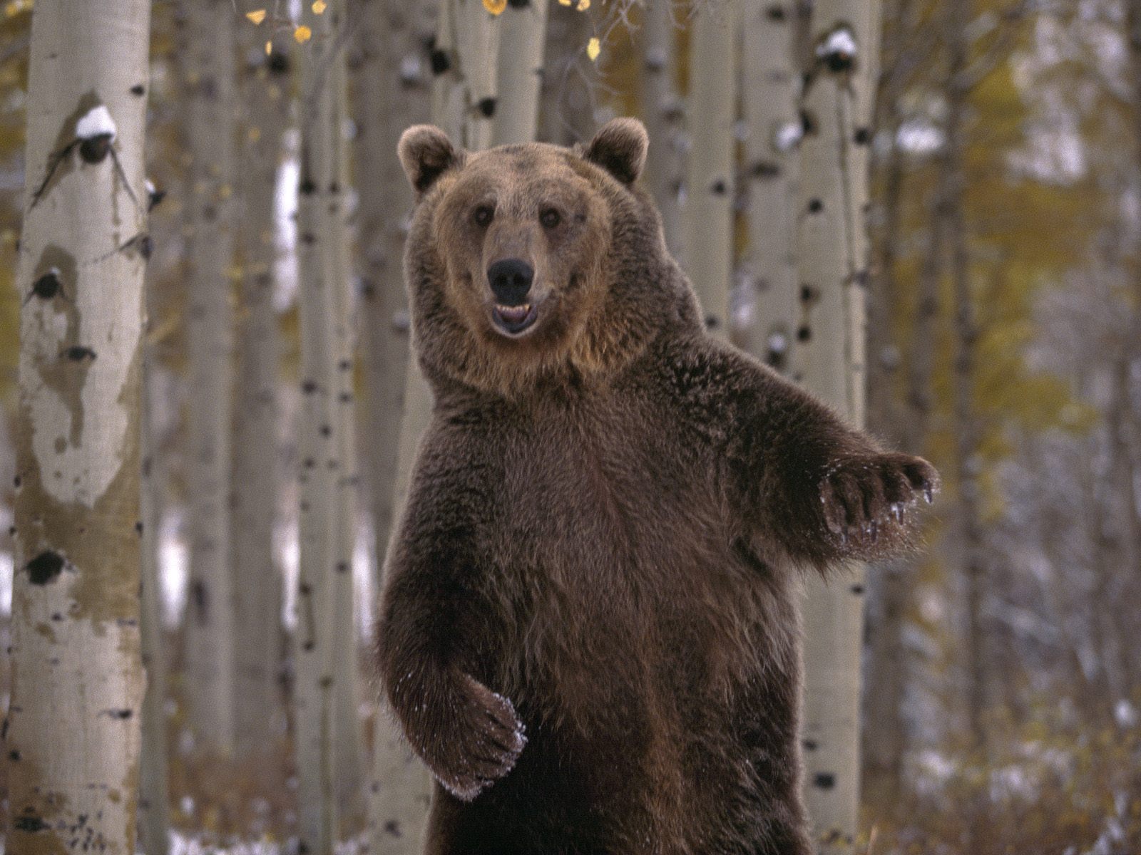 Achtergrond Bruine beer beer Dieren Beren Ursidae een dier