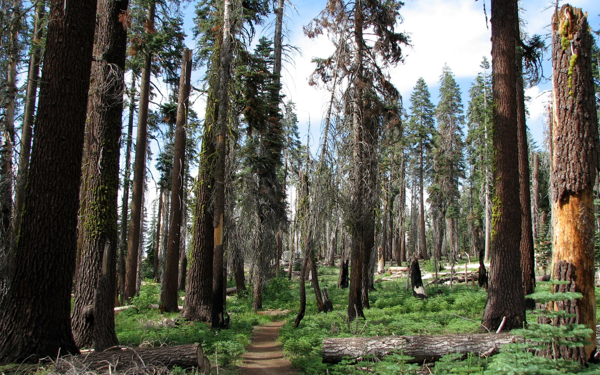 Foto sequoia california Natuur Parken Bossen bos park