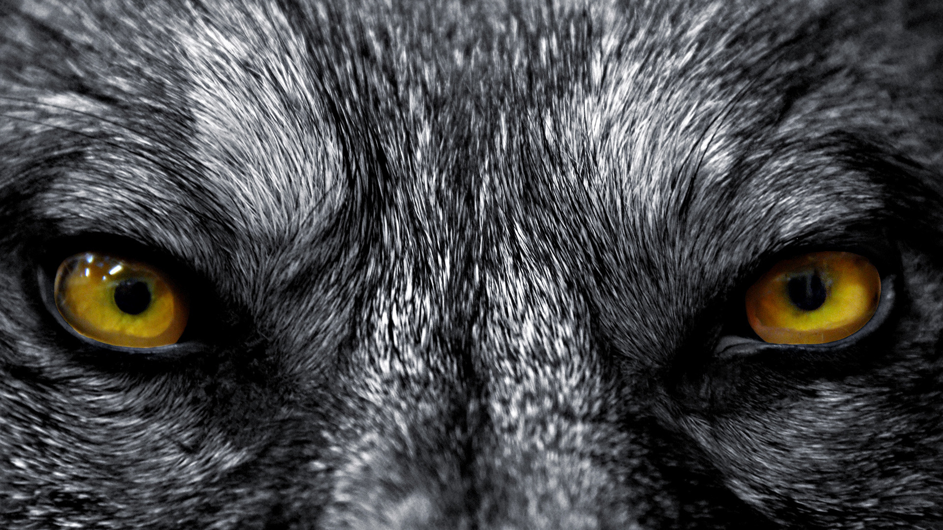 Картинки волк Животные Волки животное
