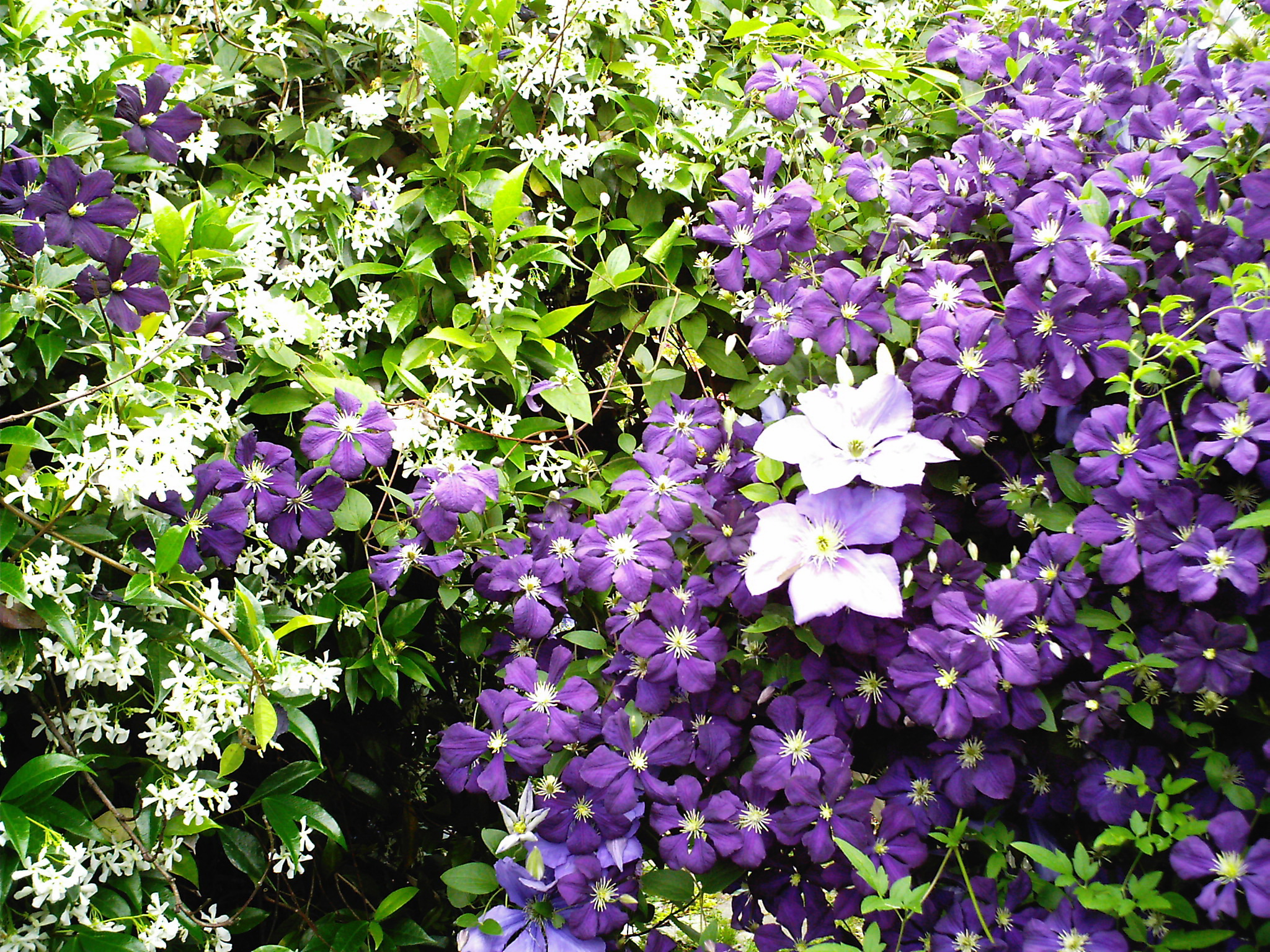Fotos von Blumen Waldreben 2048x1536 Blüte