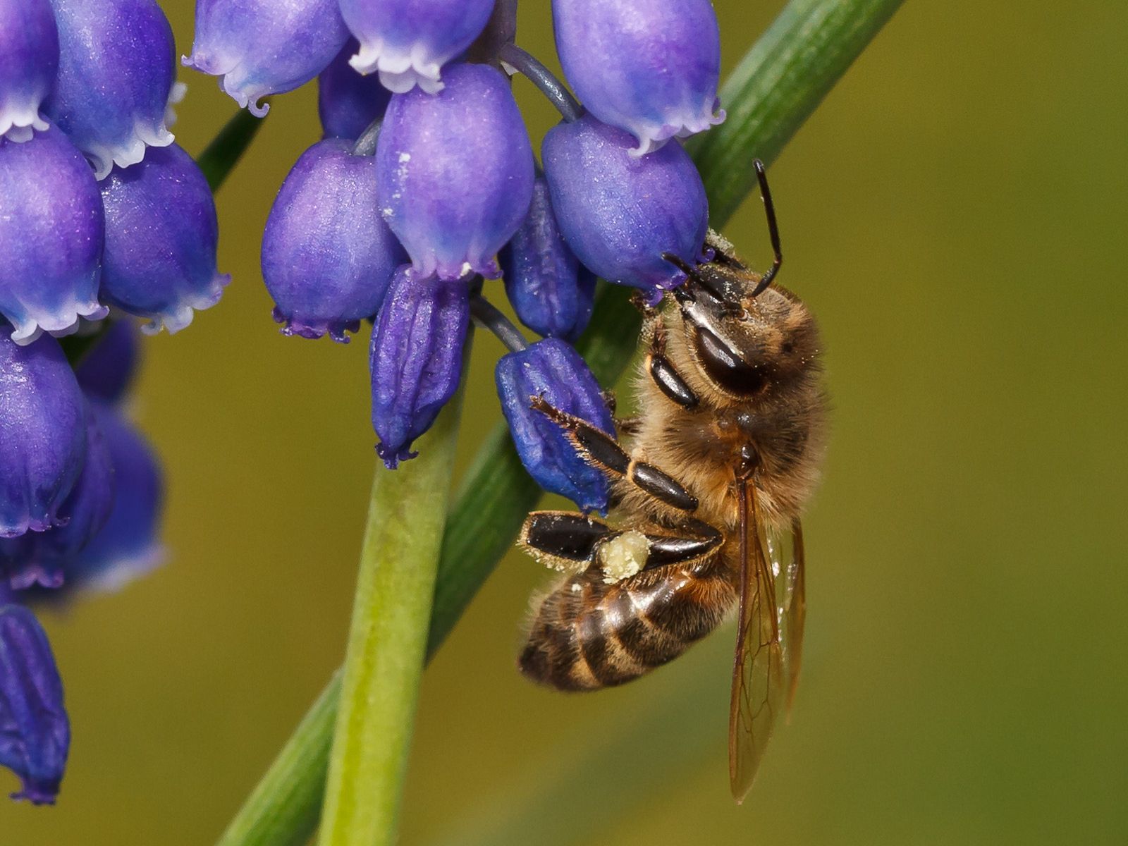 Tapety Owady Pszczoły Zwierzęta insekty pszczoła zwierzę