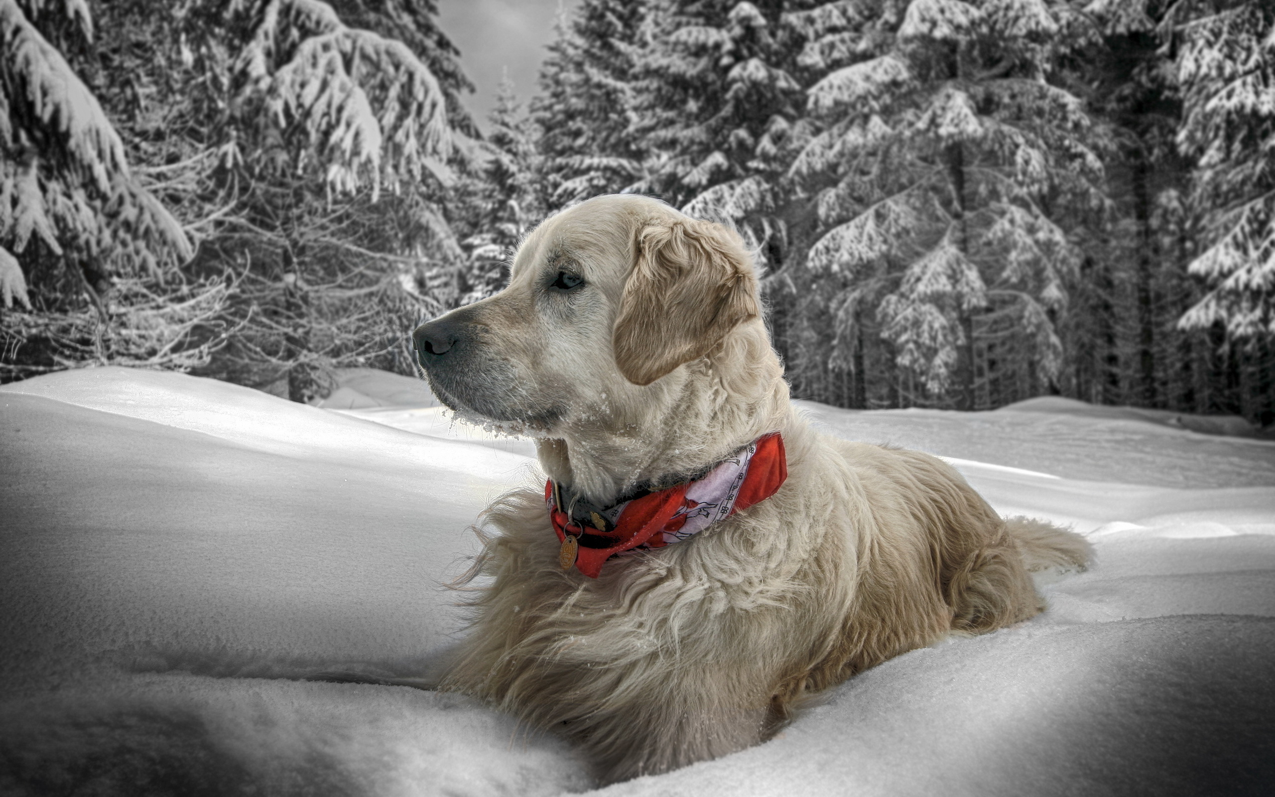 2560x1600 Perro Retriever Nieve Contacto visual HDR animales, un animal, perros, Perro cobrador, HDRI Animalia
