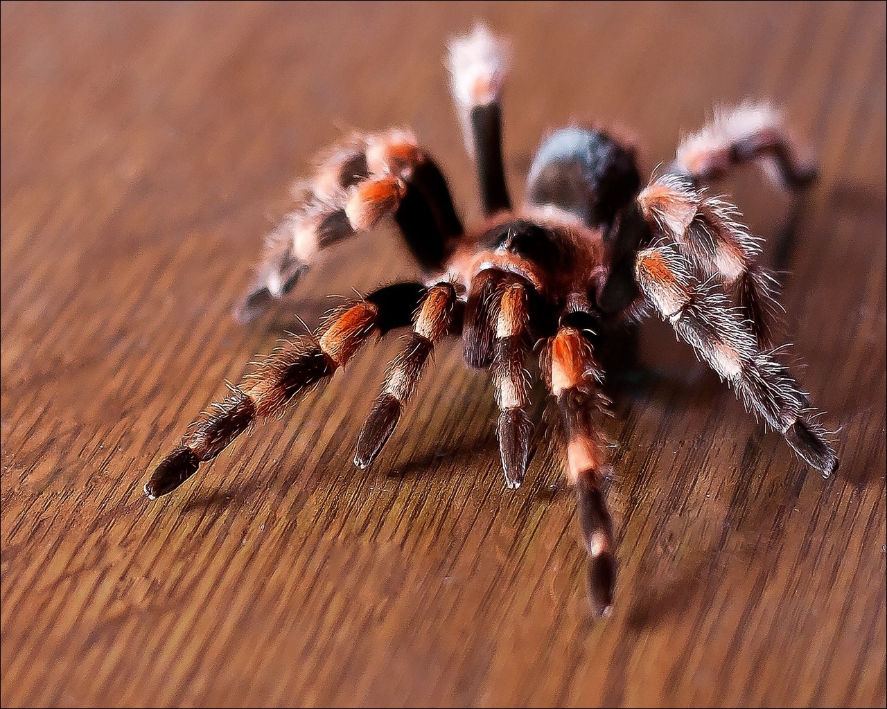 zdjęcie pająk insekty zwierzę Owady Pająki Zwierzęta