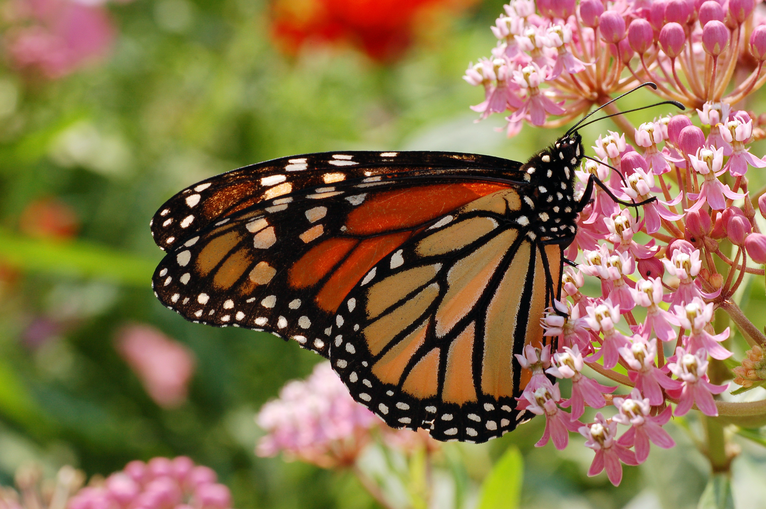Tapety na pulpit Monarch, danaid Motyle insekty Zwierzęta danaus plexippus Owady motyl zwierzę