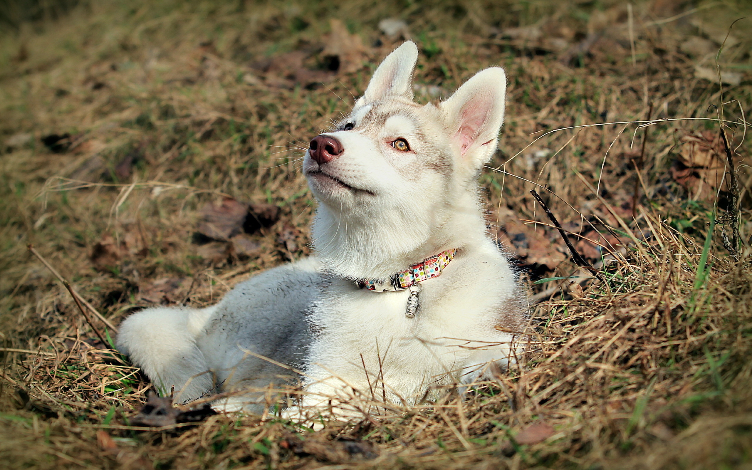 Sfondi del desktop Siberian husky Alaskan Malamute Cani animale 2560x1600 cane Animali