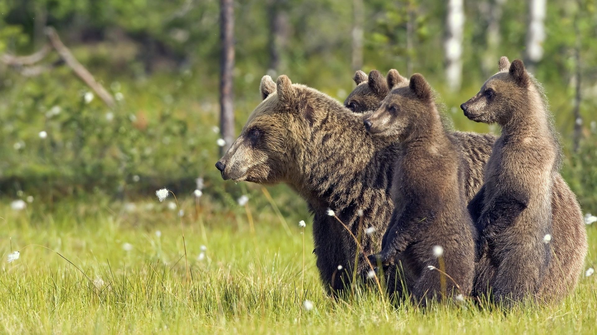 Sfondi del desktop ursus arctos orso animale 1920x1080 Orso bruno Orsi Animali