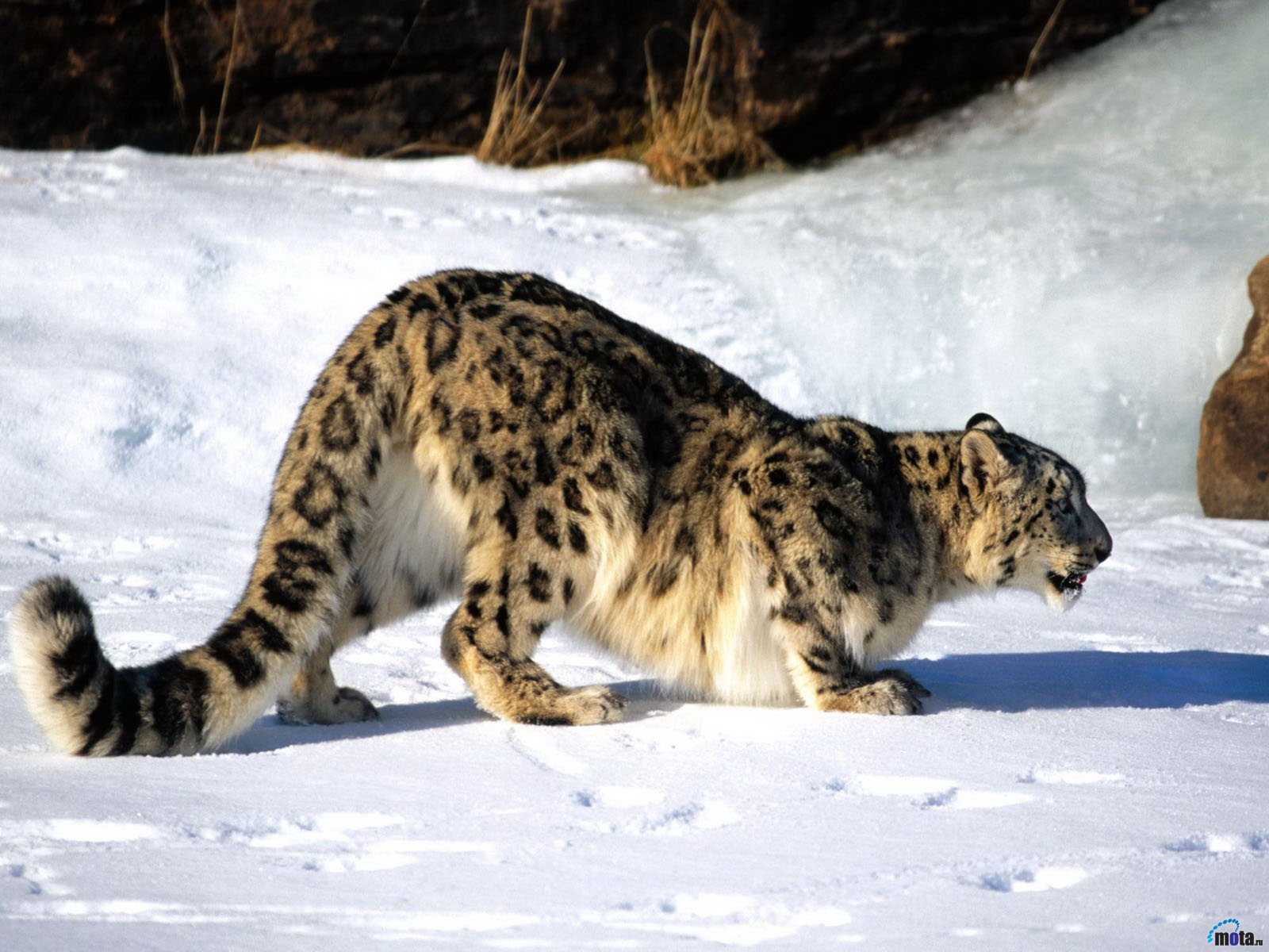 Bilder Große Katze Schneeleopard Tiere 1600x1200 Irbis ein Tier