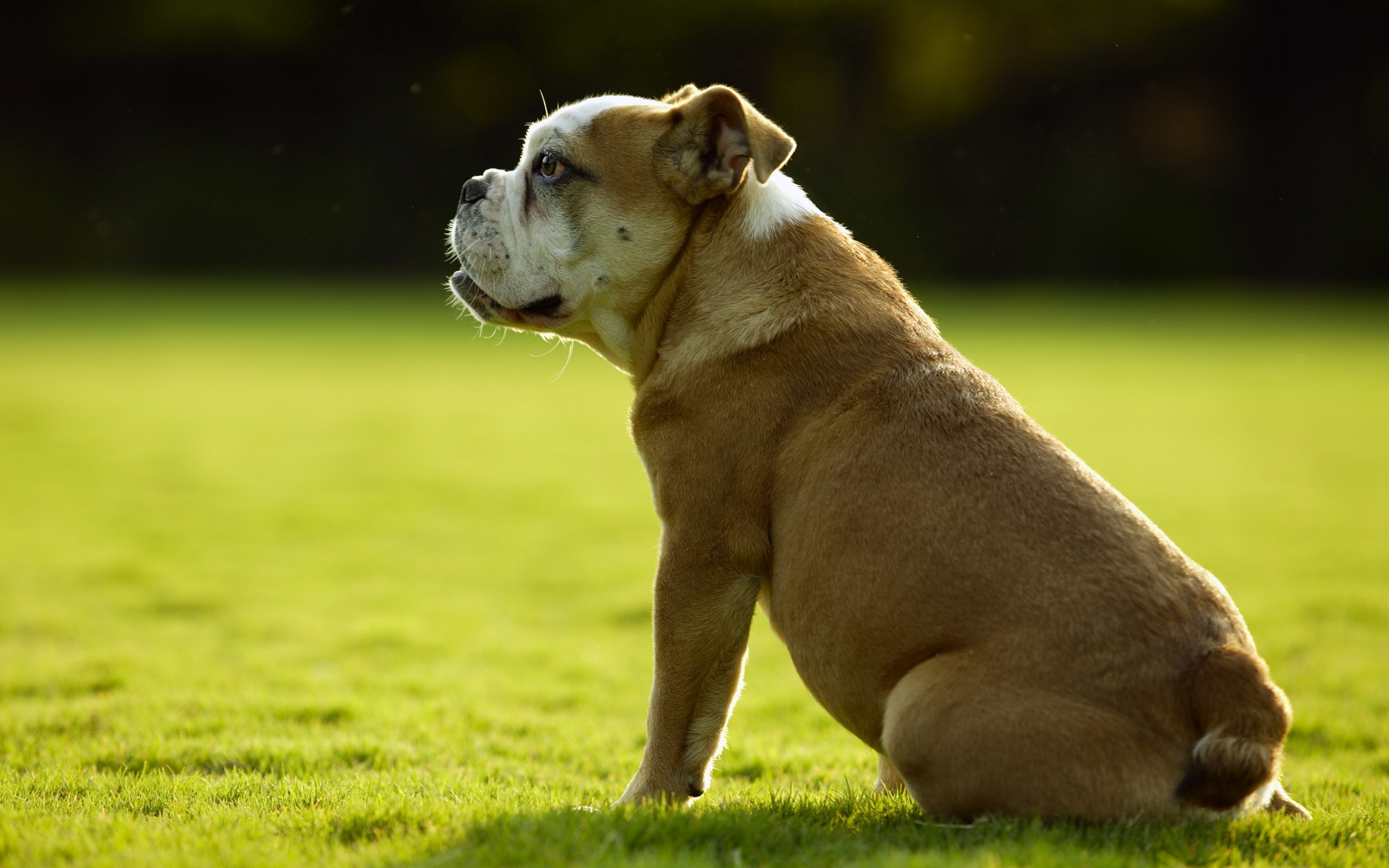 Fotos Bulldogge Hunde Tiere 2560x1600 hund ein Tier