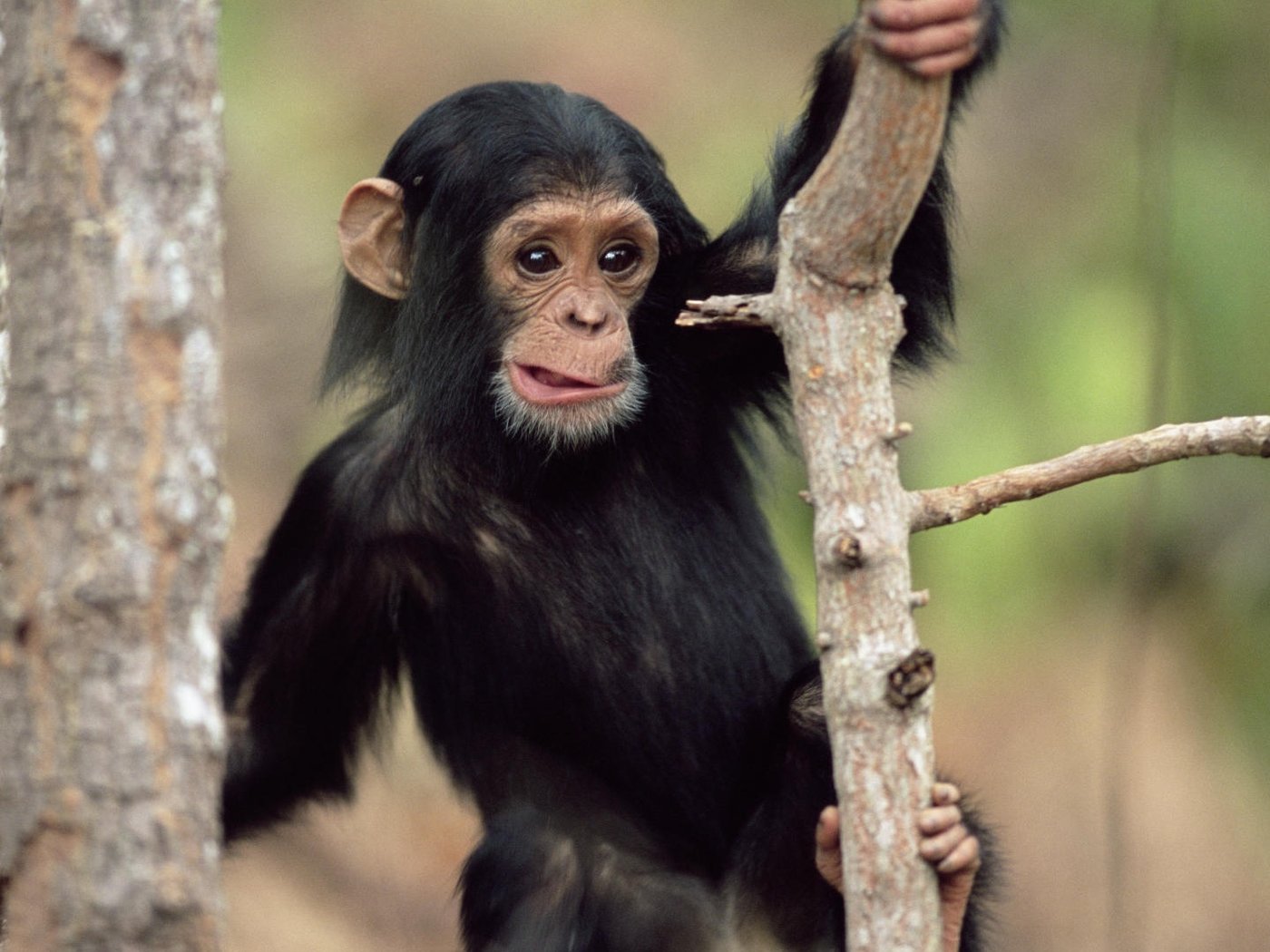 Papeis de parede Macaco Engraçado Cerca Animalia baixar imagens