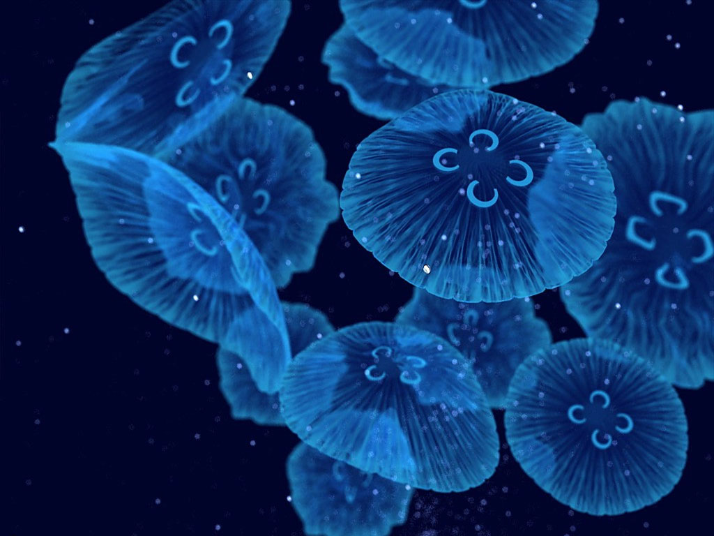 Foto Medusen Unterwasserwelt ein Tier Qualle Tiere