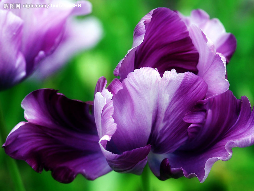 Immagini Iris Fiori fiore