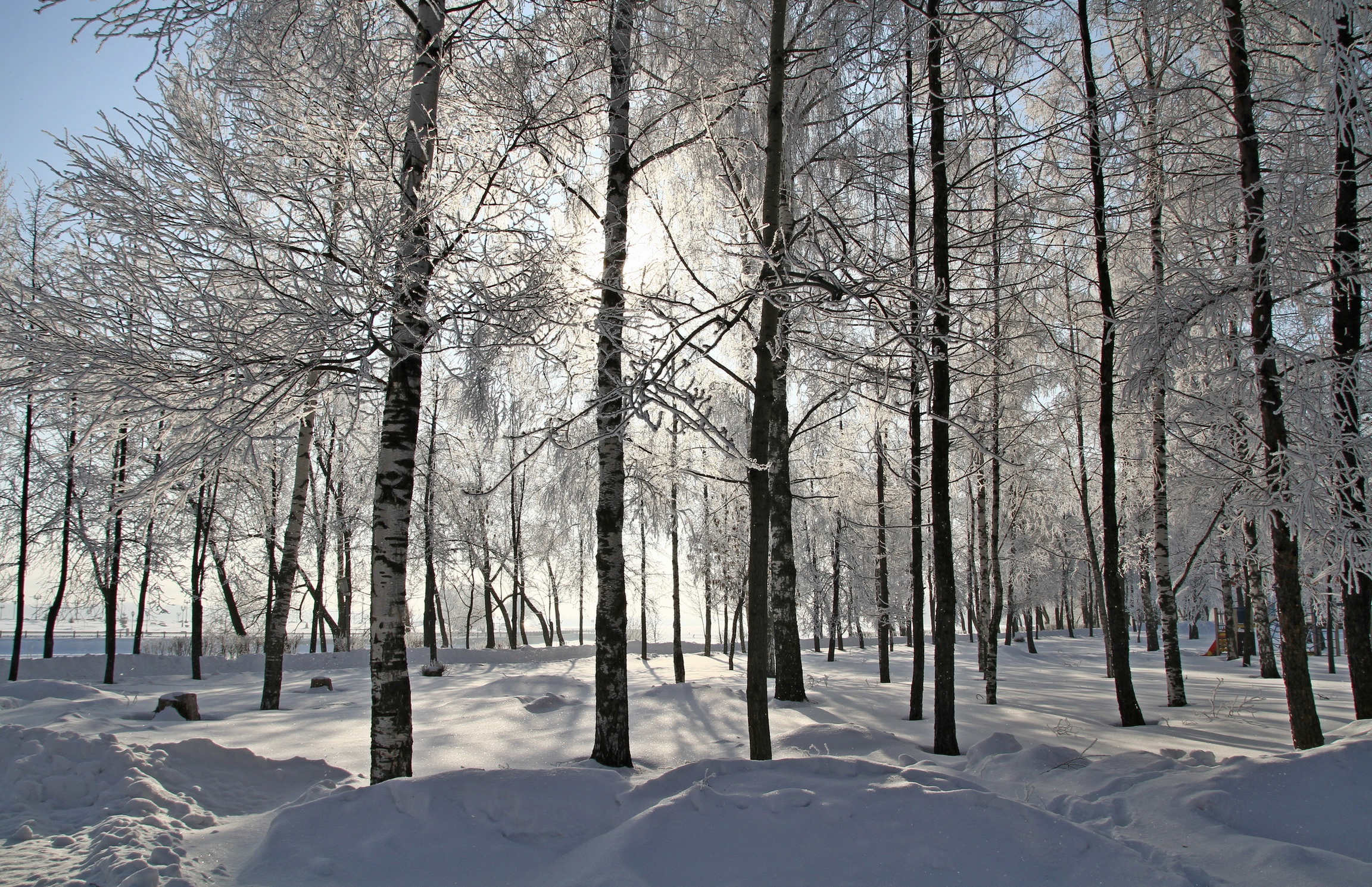 Sfondi Natura Inverno Neve Alberi Stagione 2304x1490